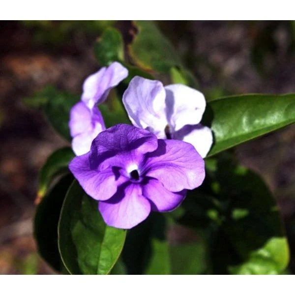 Brunfelsia seeds for planting color changing garden flowers