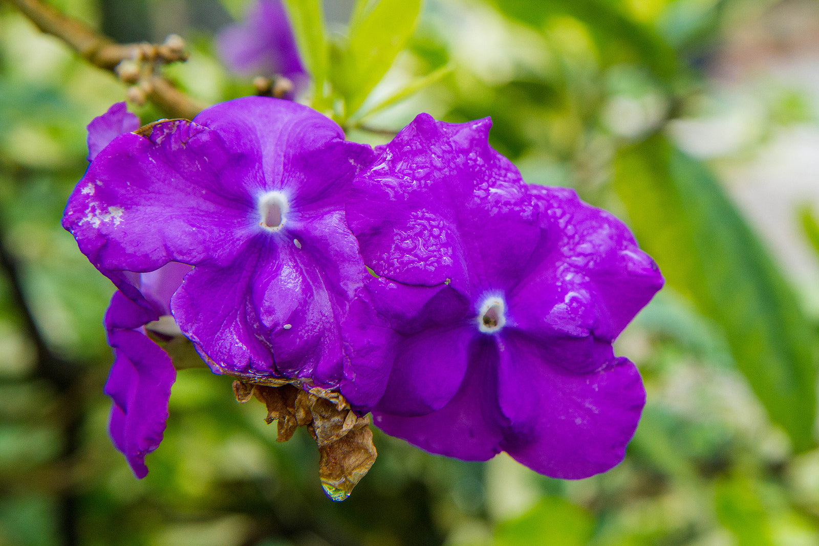 Brunfelsia seeds for partial shade flowering plants