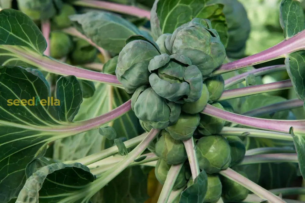 Brussels Sprouts seeds for garden