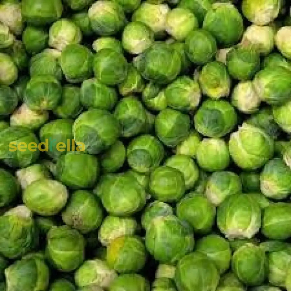 Brussels Sprouts Vegetable Seeds - Easy Planting Seeds