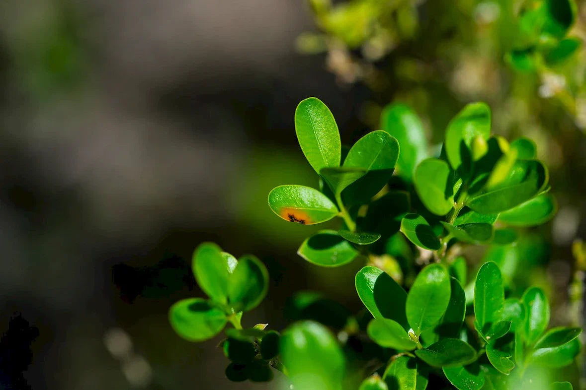 Buchsbaum Hedge in Formal Garden