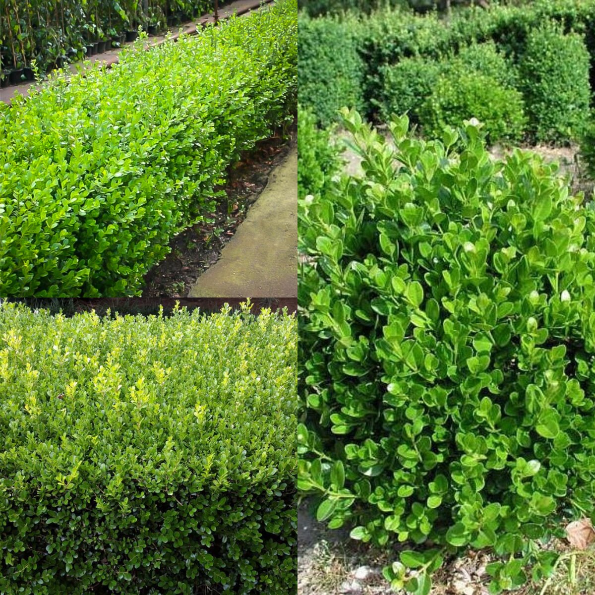 Buchsbaum Plant Seeds for Classic Green Shrubs