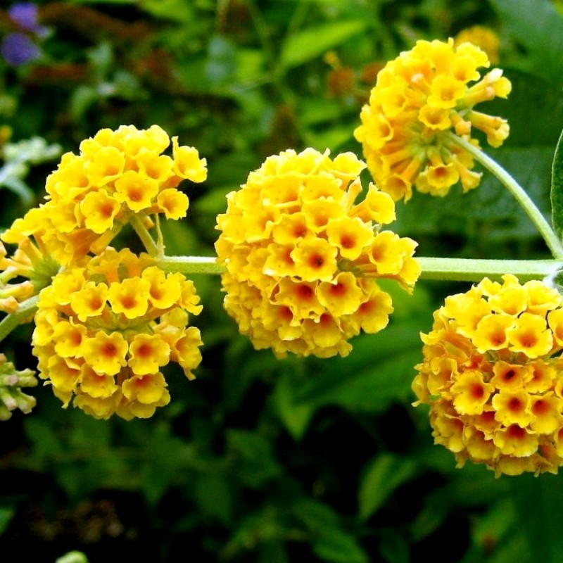 Fragrant Buddleja Flower Seeds For Planting Plant Seeds