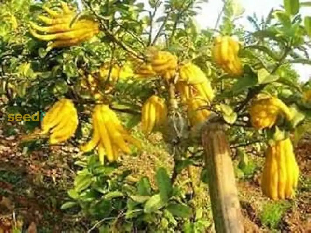 Buddhaâ€™s Hand Seeds For Planting - Grow Your Own Exotic Plant Fruit