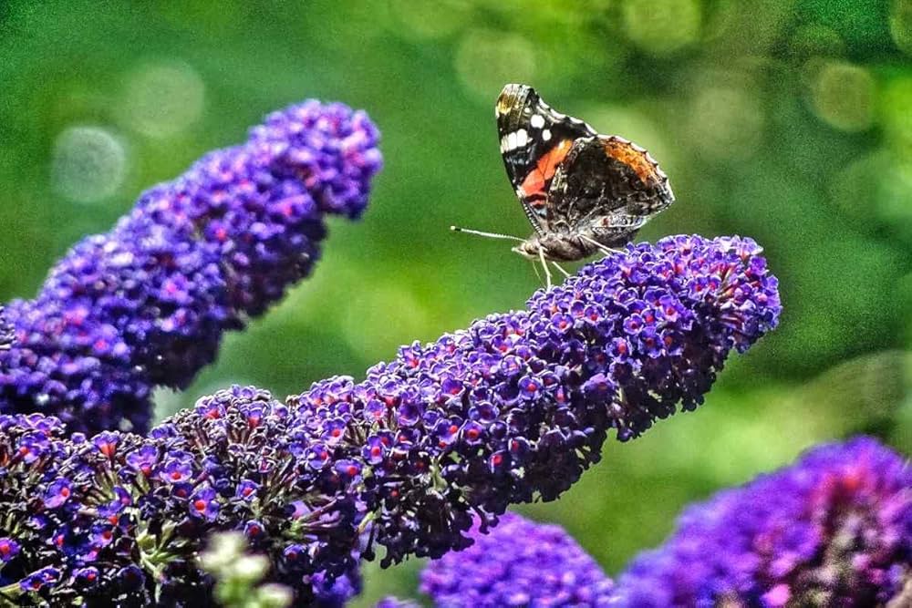 Buddleia bush planting guide for strong garden growth