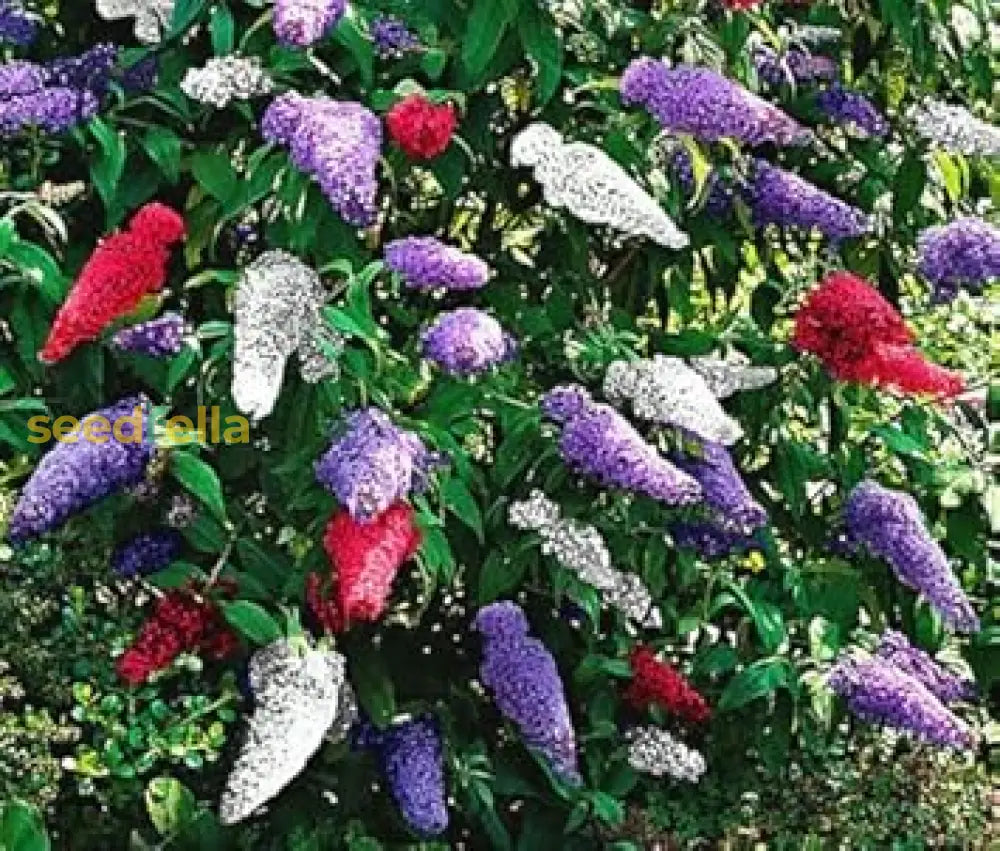 Buddleia Davidii Seeds For Planting - Mixed Colors A Vibrant Garden Flower