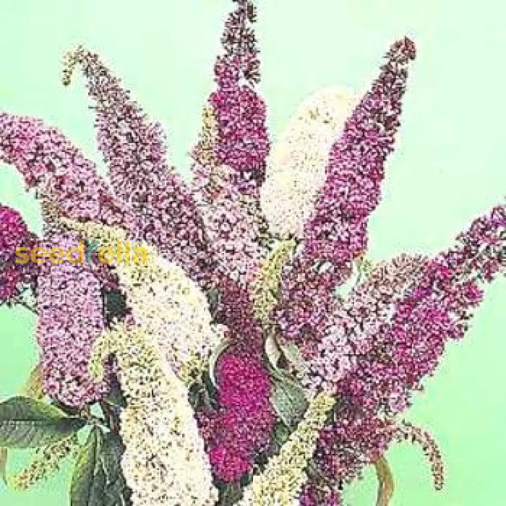 Buddleia Flower Seeds For Planting - Mixed Varieties