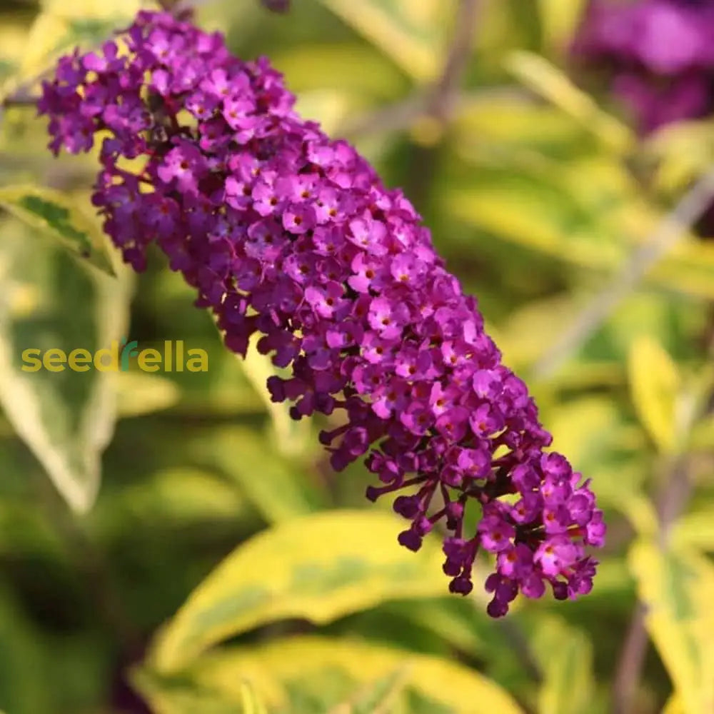 Buddleia Flower Seeds For Planting - Mixed Varieties