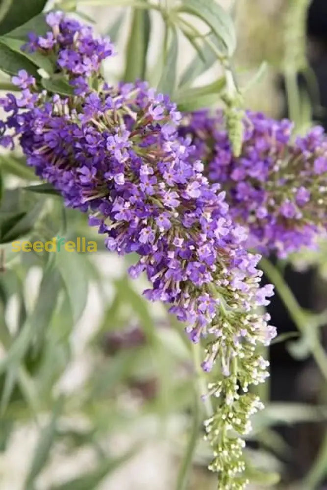 Buddleia Flower Seeds: Planting Violet For A Colorful And Relaxing Space