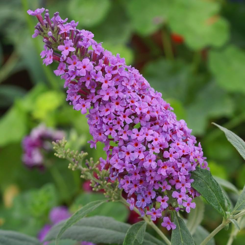Buddleia flower seeds that attract butterflies and pollinators