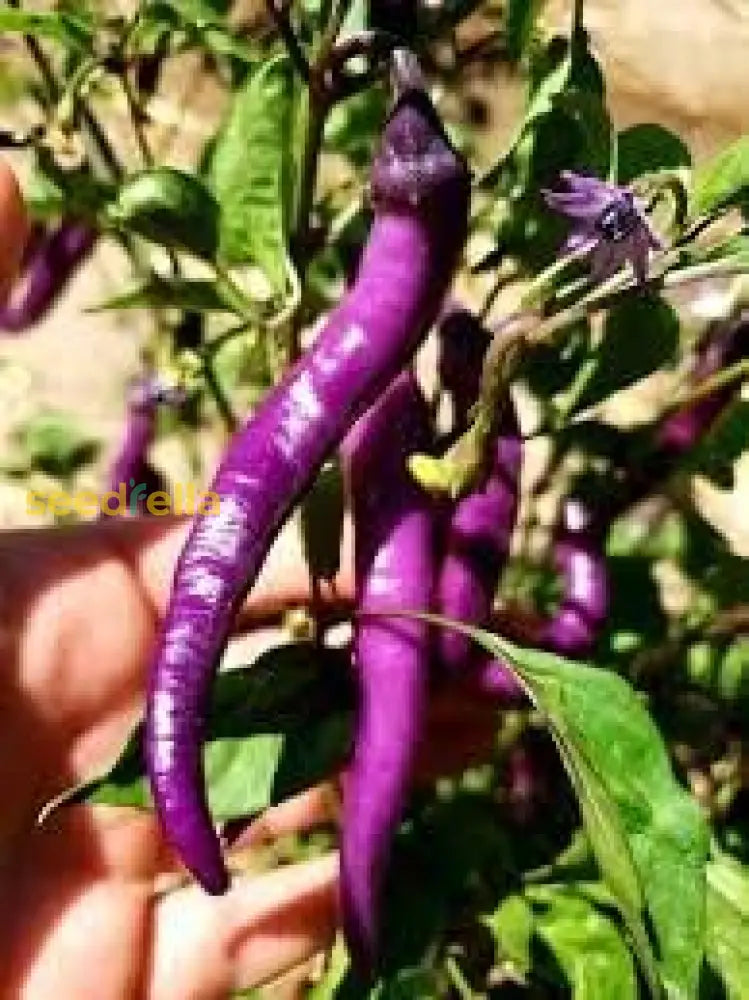 Buena Mulata Hot Pepper Seeds For Spicy Heat - Perfect Planting Vegetable Seeds