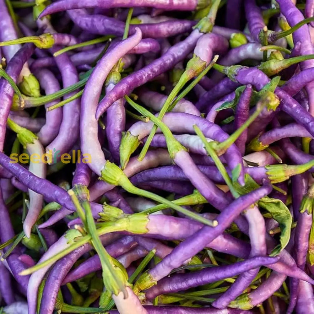 Buena Mulata Hot Pepper Seeds For Spicy Heat - Perfect Planting Vegetable Seeds