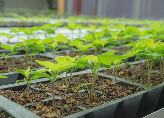 High germination Buena Mulata hot pepper seeds