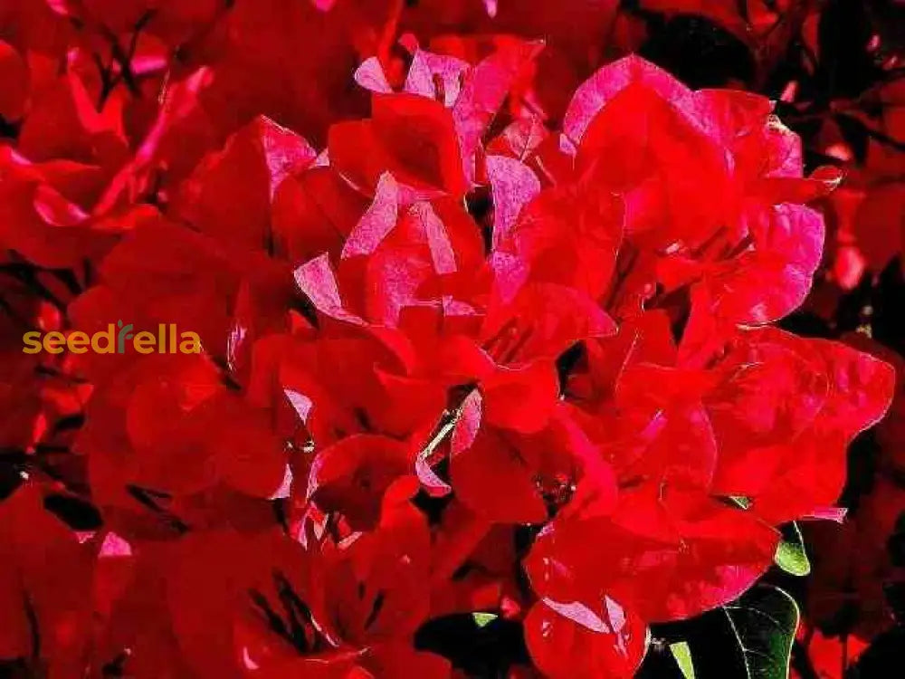 Buganvilla Flower Seeds For Planting