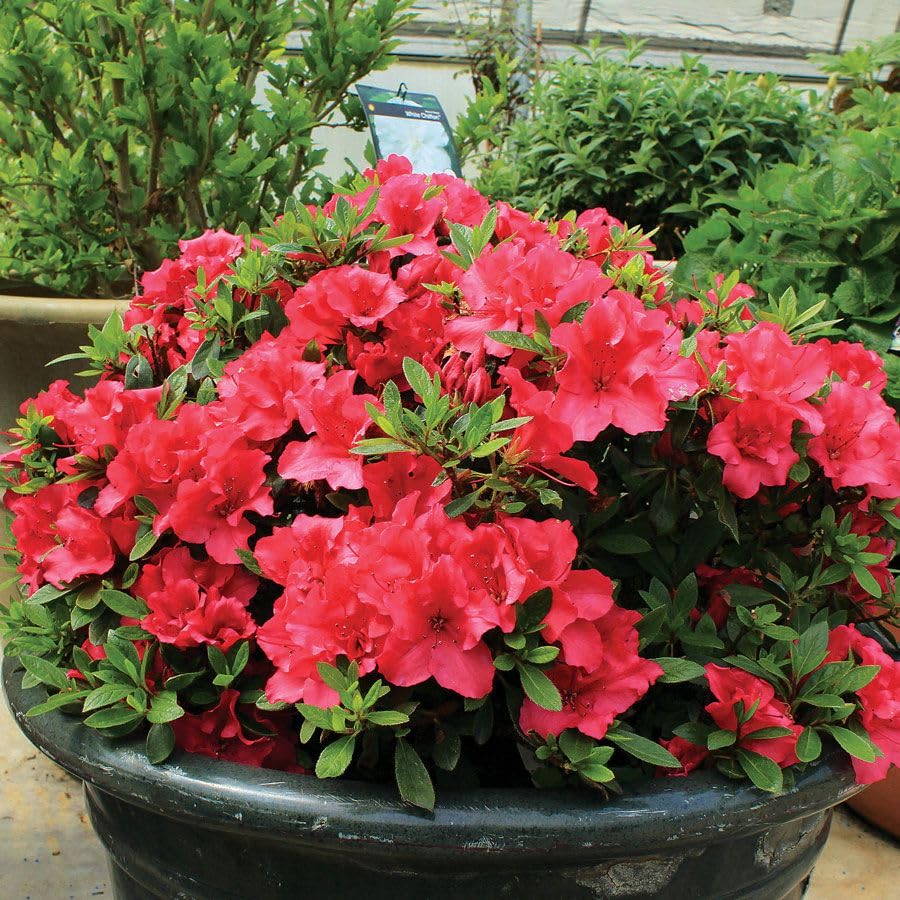 Buganvilla Flower Seeds