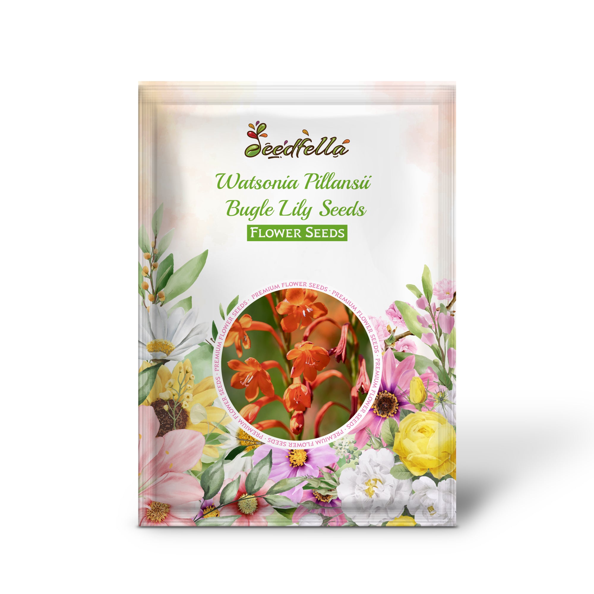 Watsonia pillansii Bugle Lily seeds germinating seedlings