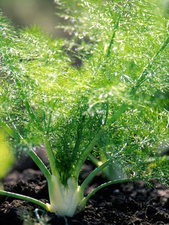 Cool-season bulb fennel seeds for outdoor gardening