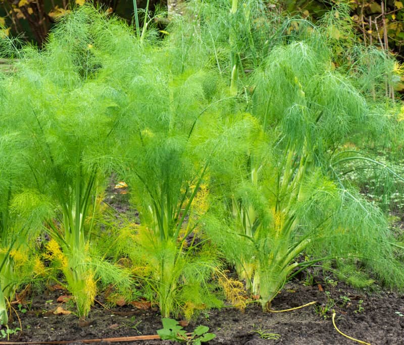 Cool-season bulb fennel seeds large vigorous growth