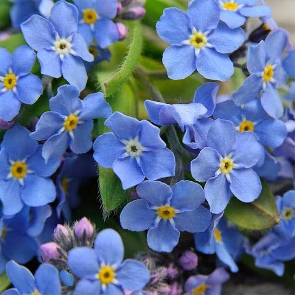Bulk Beautiful Blooms Flower Seeds for Planting