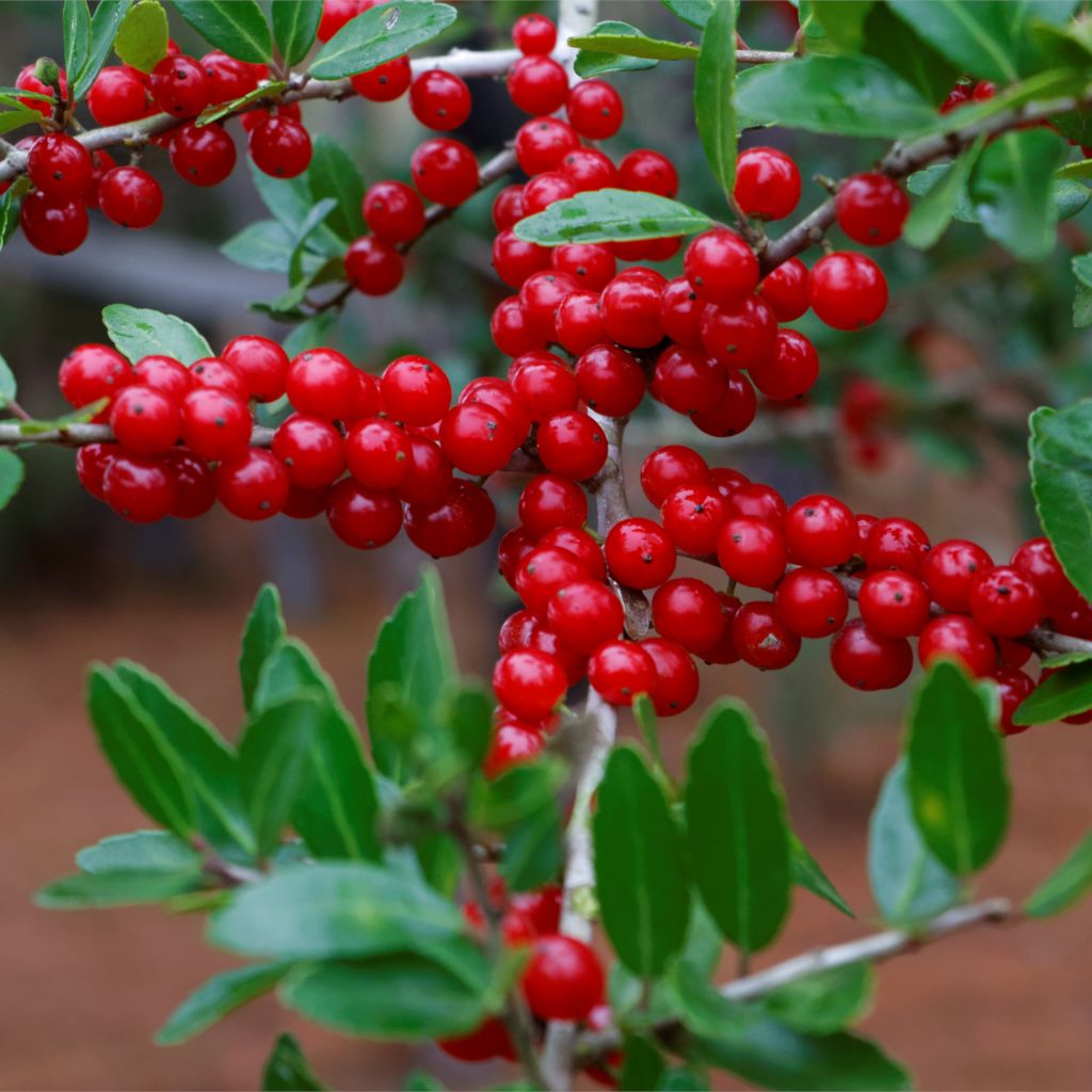 Bullberry seeds edible red fruit shrub non-GMO variety