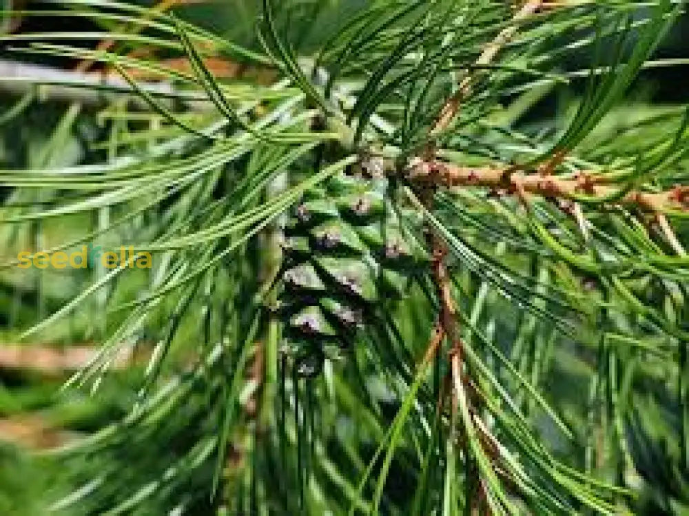 Bungeana Pine Planting Seeds For Gardening Plant Seeds