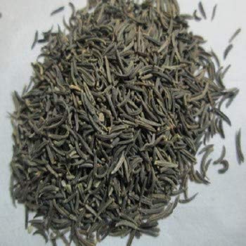 Bunium persicum grown from seeds thriving in a sunny spice garden