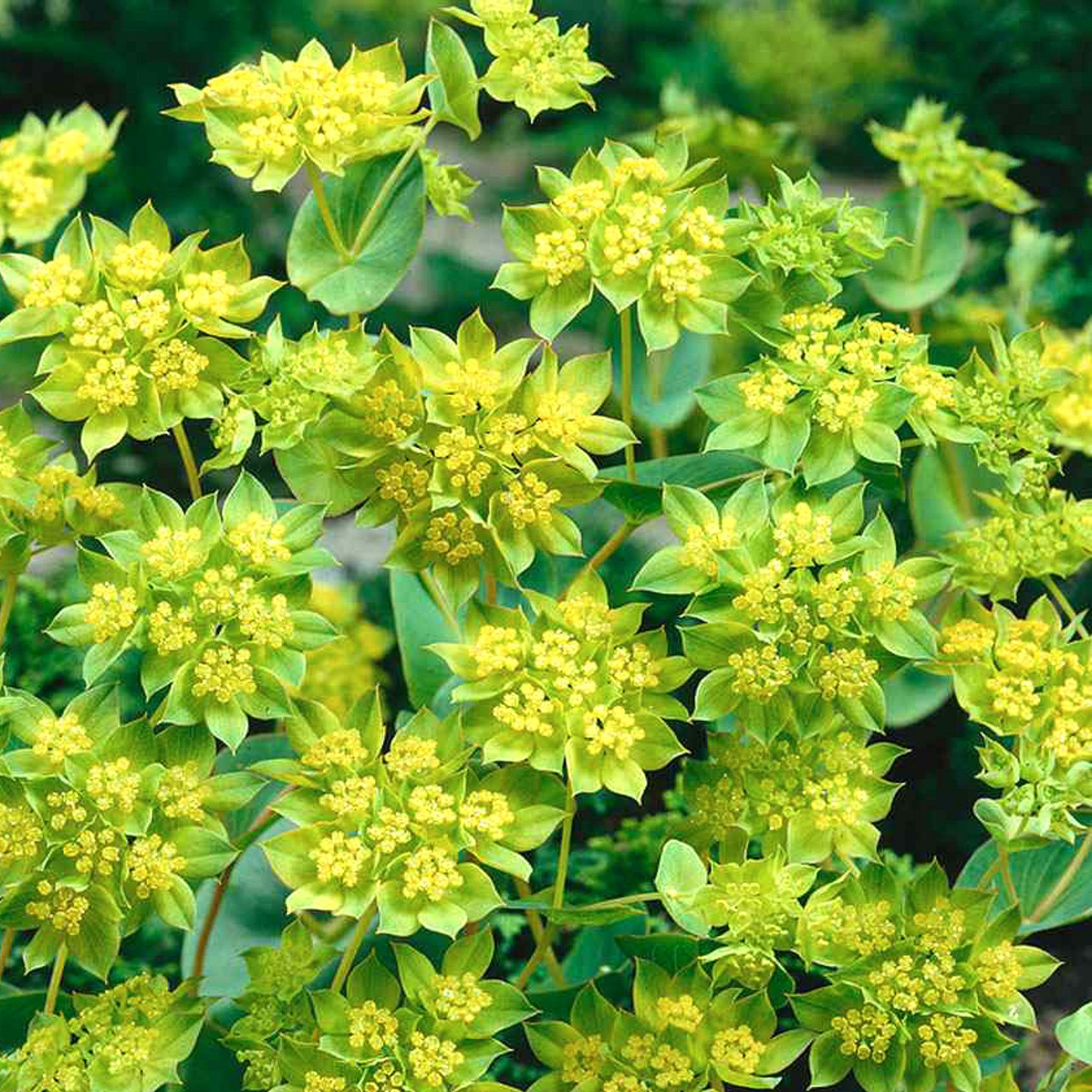 Green Gold Bupleurum plant growing in home garden