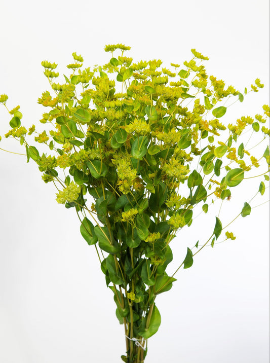 Packet of Green Gold Bupleurum flower seeds for planting