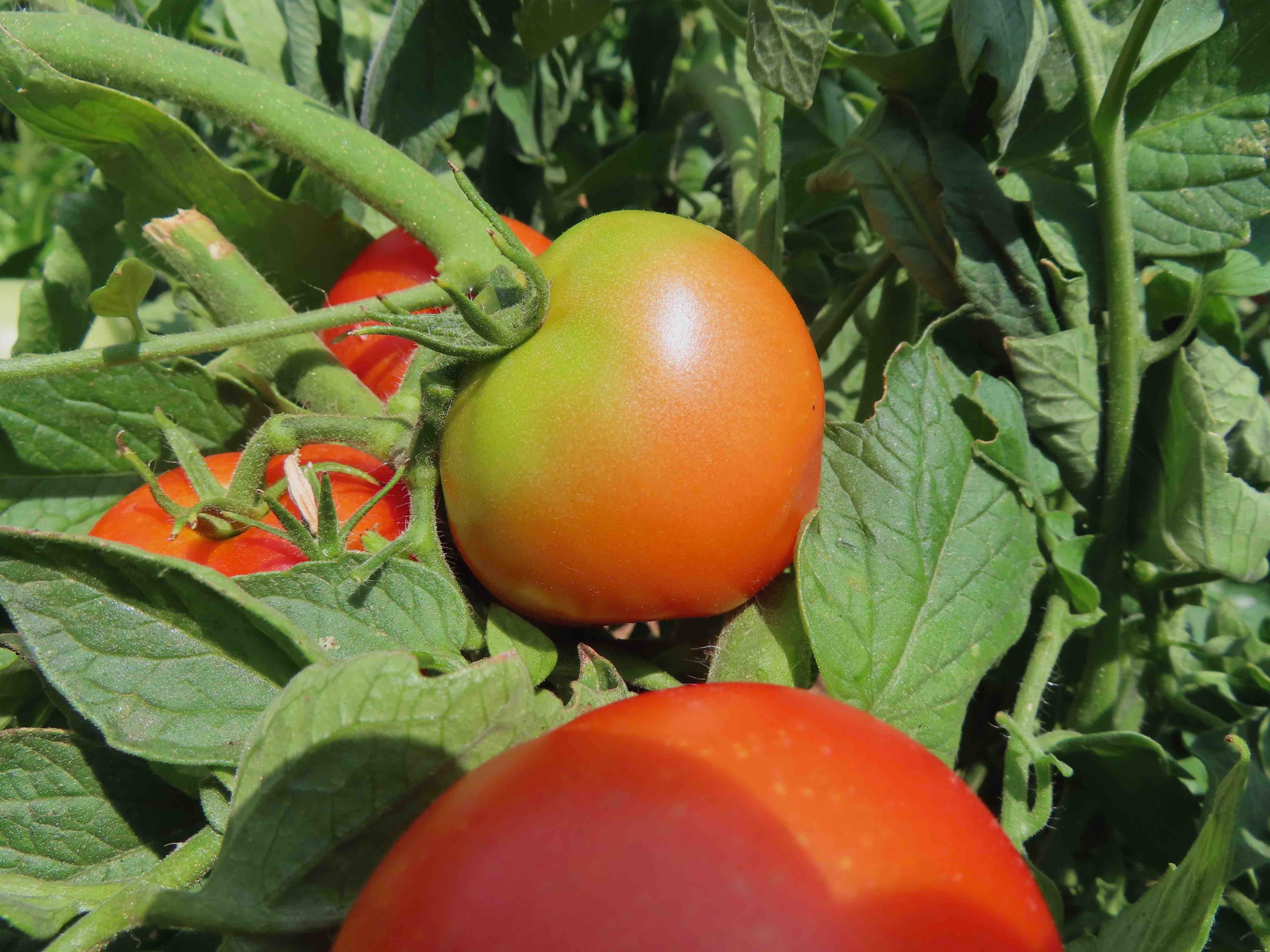 Burbank Tomato seeds ideal for backyard garden