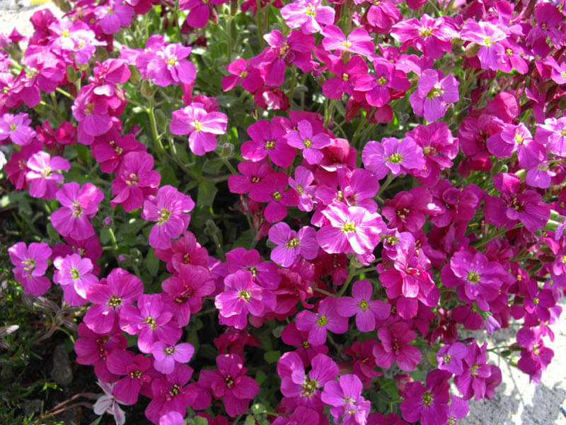 Burgundy Aubrieta in Rock Garden