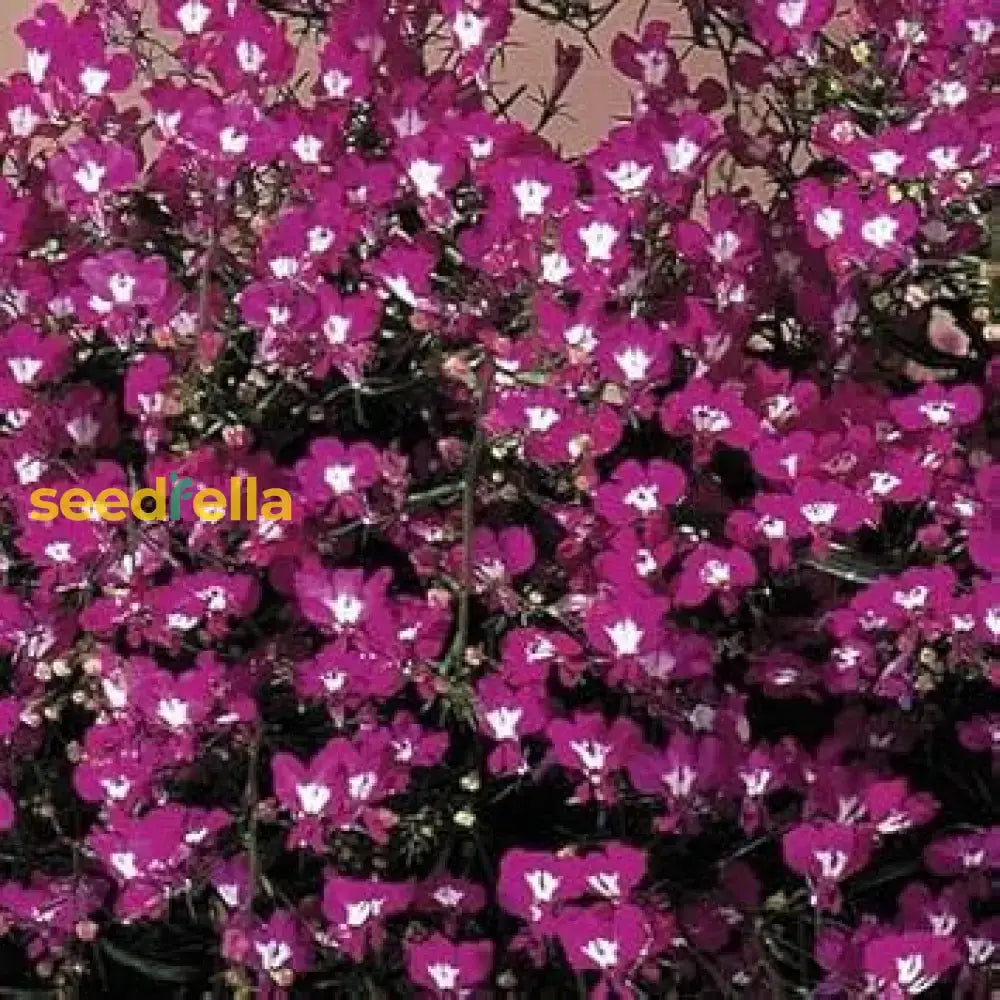 Burgundy Aubrieta Seeds - Perfect For Easy Planting Flower