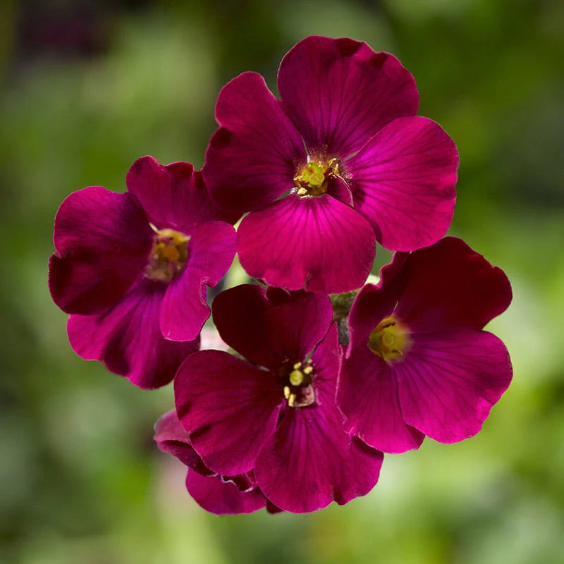 Burgundy Aubrieta Seeds for Planting