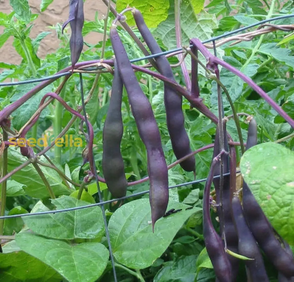 Burgundy Bean Seeds For Vegetable Planting Seeds