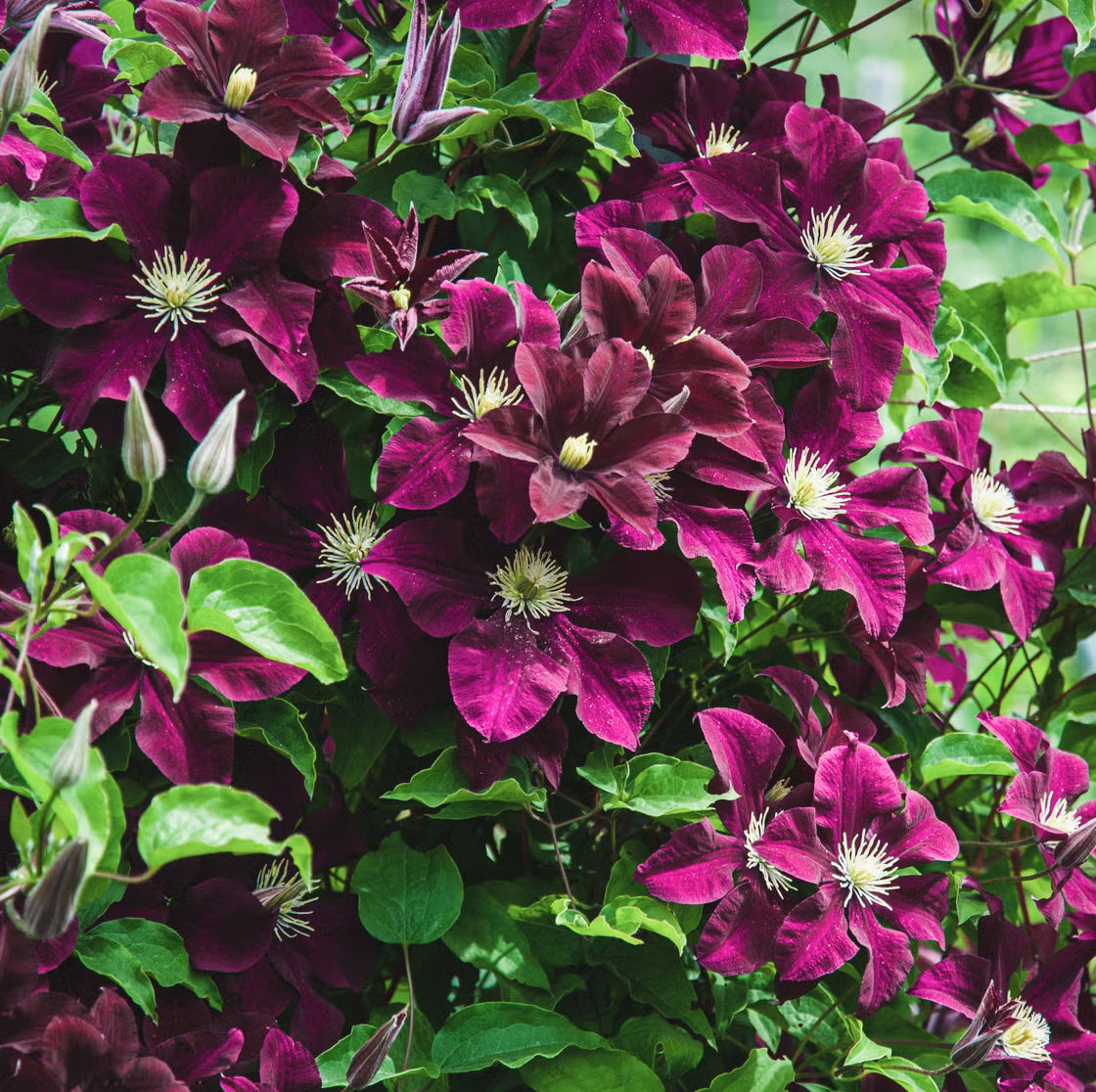 Burgundy Clematis Seeds for Planting