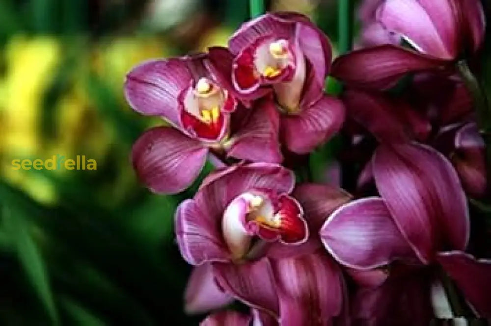 Burgundy Cymbidium Orchid Seeds For Planting Flower