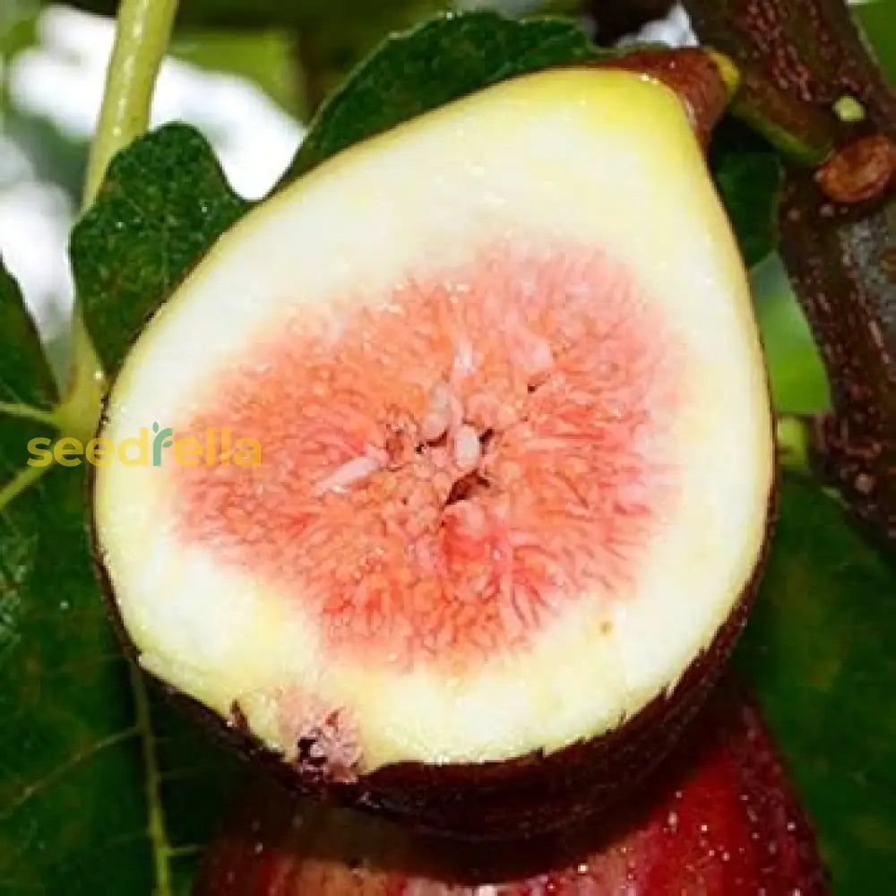 Burgundy Fig Seeds for Planting Sweet Fruit Trees
