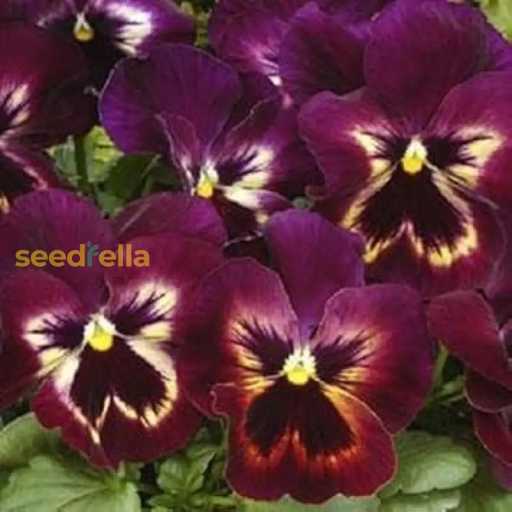 Burgundy Pansy Flower Seeds For Easy Planting