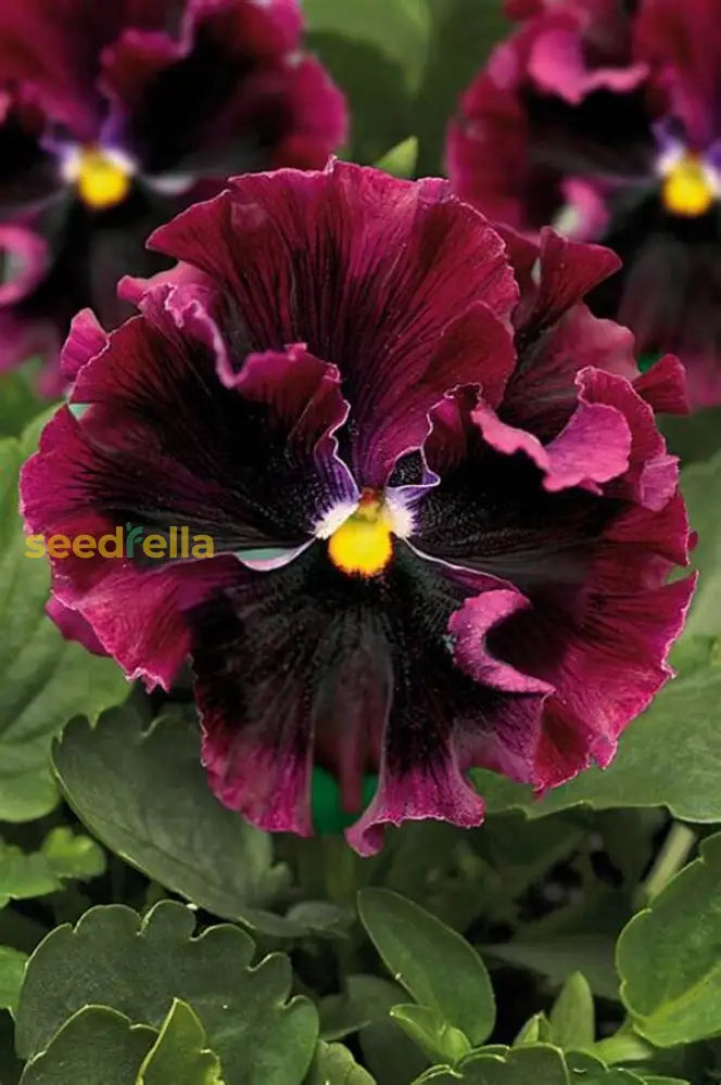 Burgundy Pansy Flower Seeds For Easy Planting