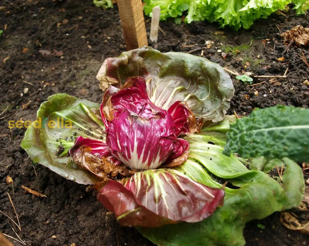 Burgundy Radicchio Planting Seeds - Grow Your Own