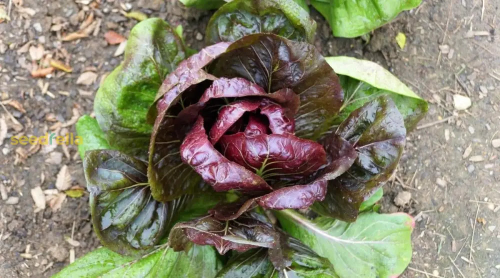 Burgundy Radicchio Planting Seeds - Grow Your Own