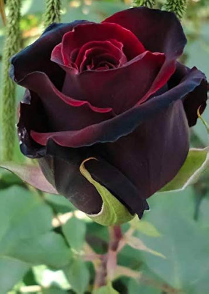 Burgundy Rose Seeds for Planting
