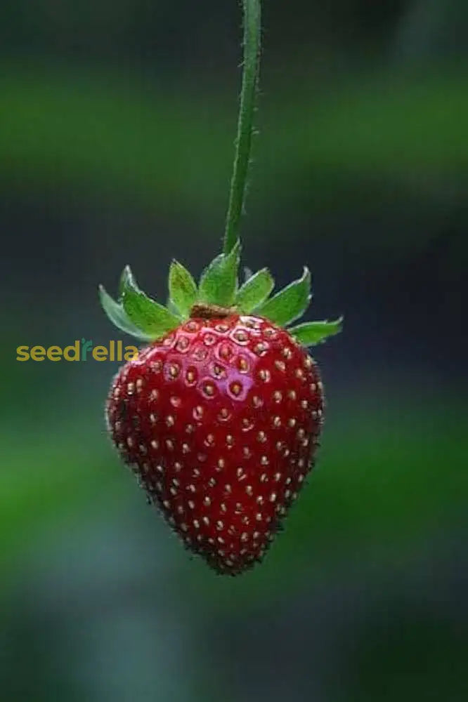 Burgundy Strawberry Planting Seeds Fruit