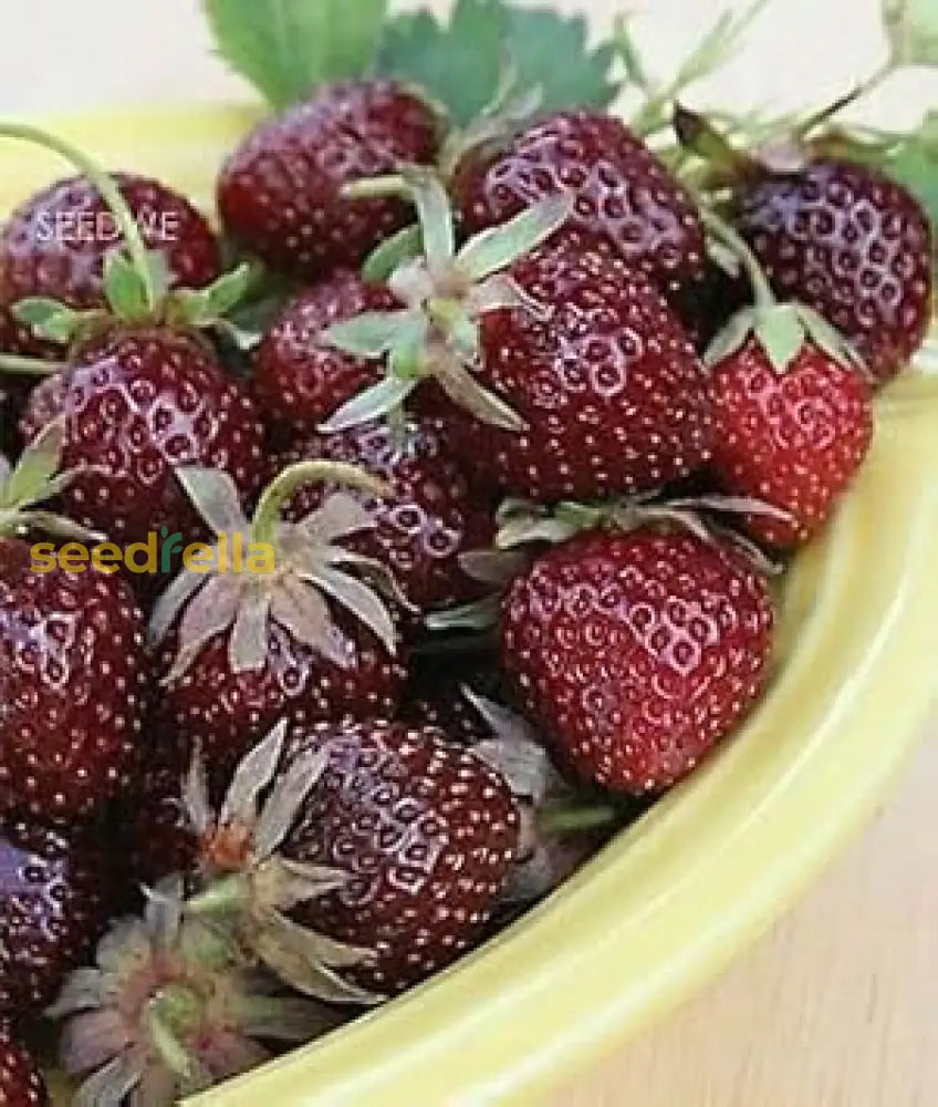 Burgundy Strawberry Planting Seeds Fruit