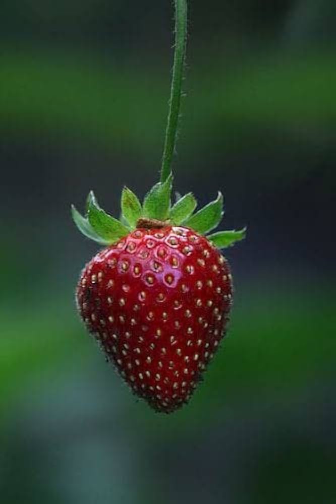 Burgundy Strawberry Plants Growing in Garden, Healthy Plants with Vibrant, Ripe Berries