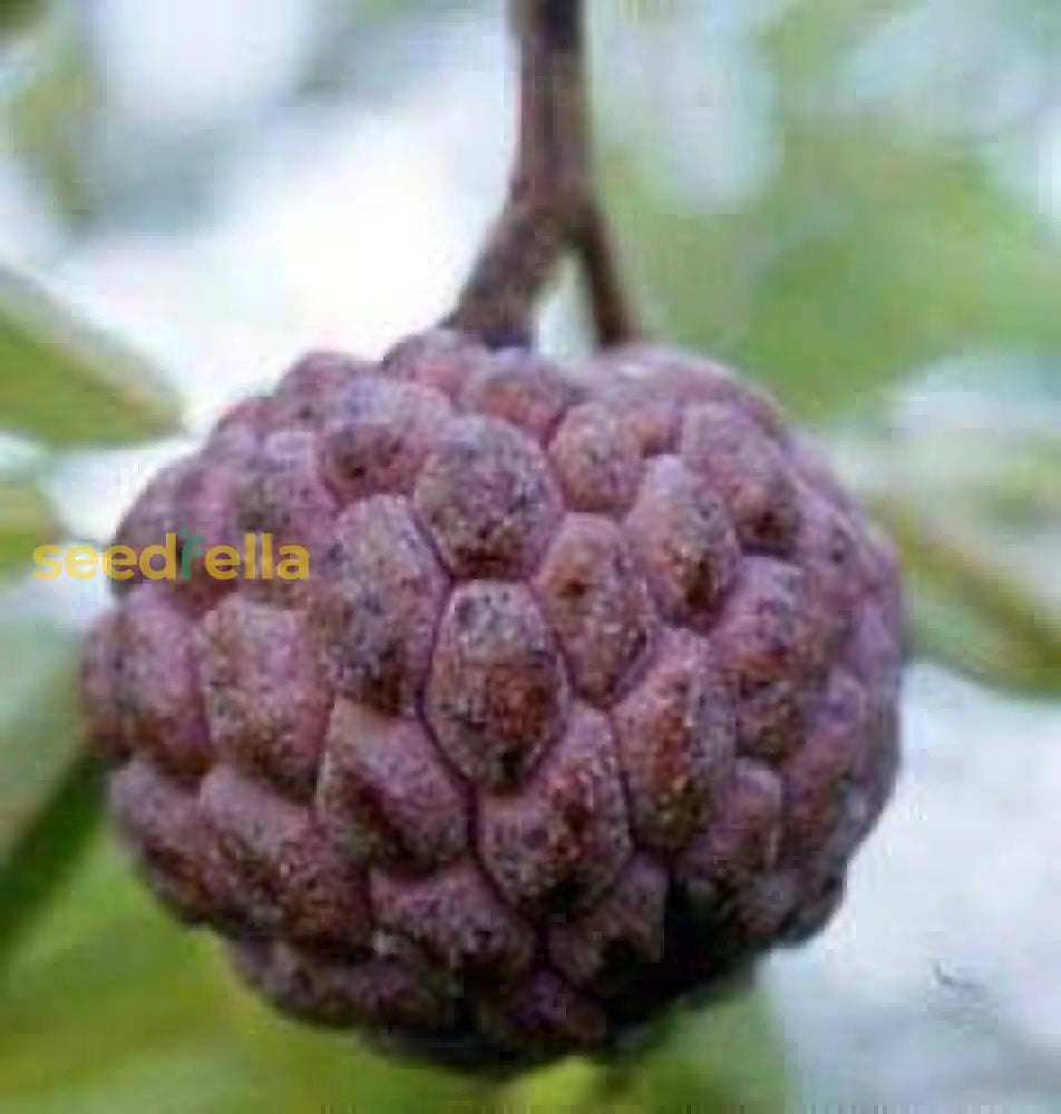 Burgundy Sugar Apple Seeds for Planting Non-GMO