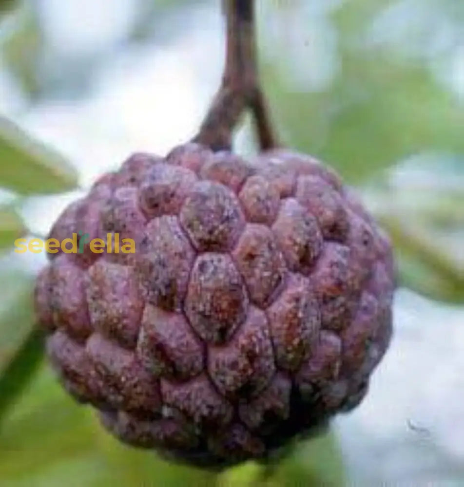 Burgundy Sugar Apple Tree in Home Garden