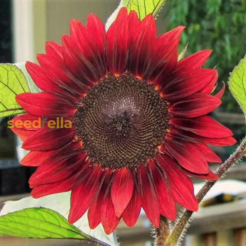 Burgundy Sunflower Seeds  Perfect For Planting Flower