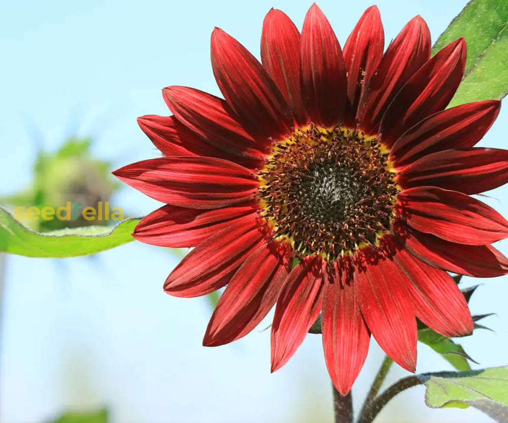 Burgundy Sunflower Seeds  Perfect For Planting Flower