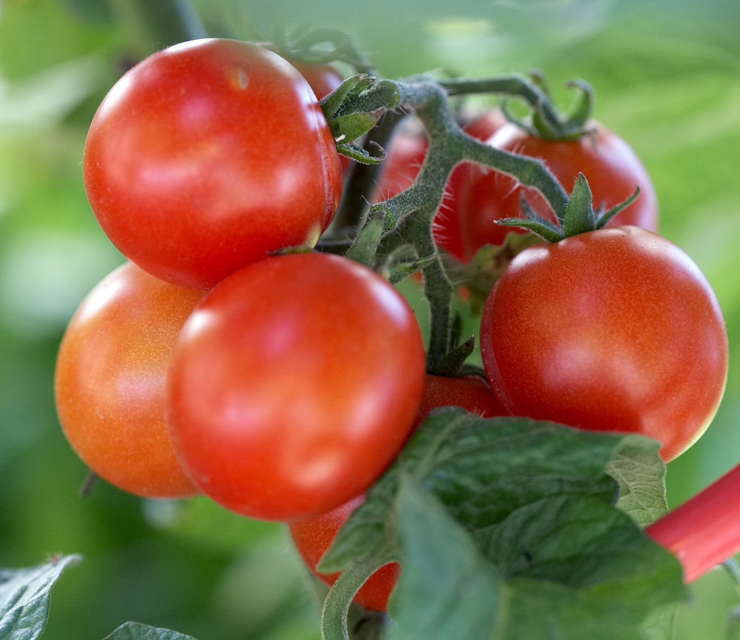 Burgundy tomato seeds for planting