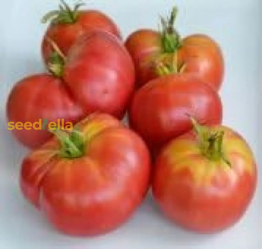 Burgundy Tomato Seeds For Vegetable Planting Seeds